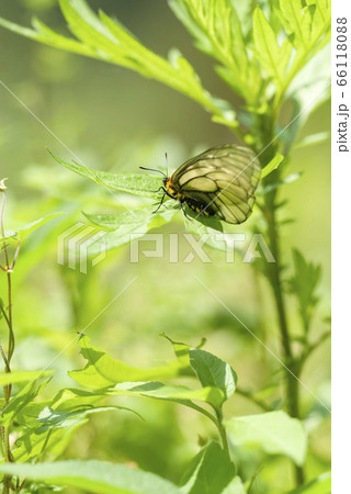 ウスバシロチョウ 66118088