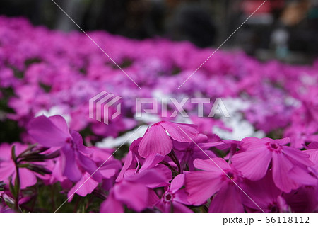 ピンクの芝桜 ピンクの芝桜 66118112