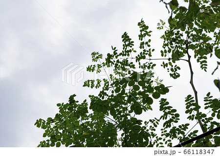 マルンガイ マルンガイ 66118347