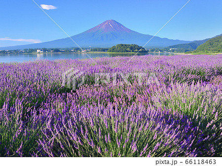 河口湖畔からの夏の風景-777568 河口湖畔からの夏の風景-777568 66118463