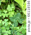 四つ葉のクローバー　緑色 66118586