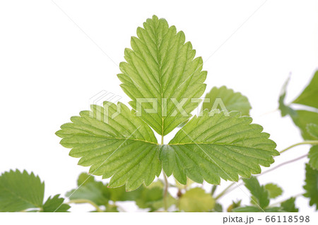 アレキサンドリア・ストロベリー 66118598