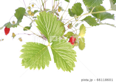 アレキサンドリア・ストロベリー 66118601