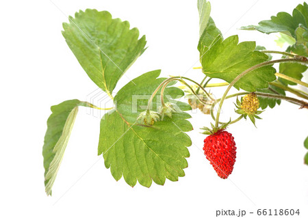 アレキサンドリア・ストロベリー 66118604