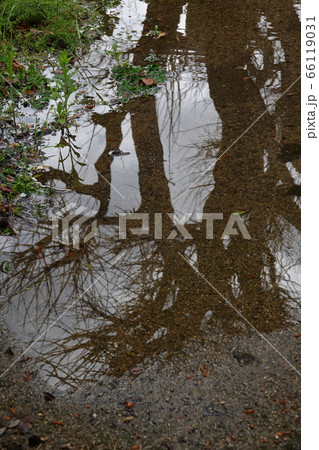 雨上がりの水溜りに映る樹木 66119031