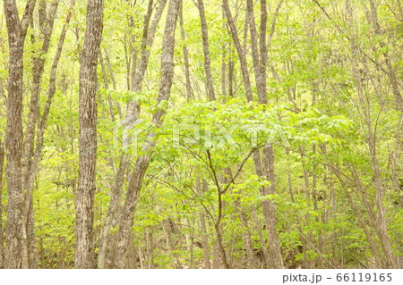 せせらぎ街道 せせらぎ街道 66119165