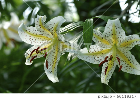 武蔵丘陵森林公園の林に咲く山百合の花 武蔵丘陵森林公園の林に咲く山百合の花 66119217