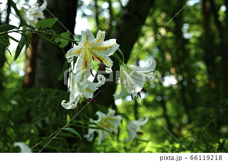 武蔵丘陵森林公園の林に咲く山百合の花 66119218