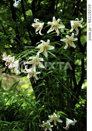 武蔵丘陵森林公園の林に咲く山百合の花 武蔵丘陵森林公園の林に咲く山百合の花 66119219