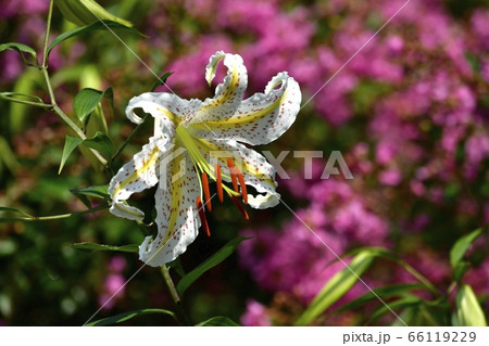 武蔵丘陵森林公園に咲くサルスベリと山百合の花 武蔵丘陵森林公園に咲くサルスベリと山百合の花 66119229