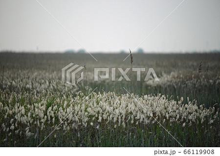 フル 女性 女 66119908