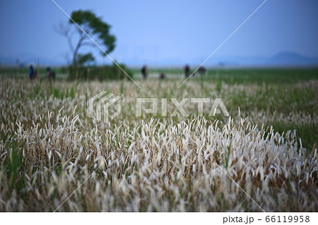 フル 女性 女 66119958