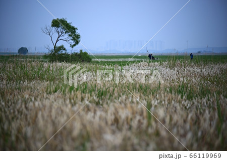 フル 女性 女 66119969