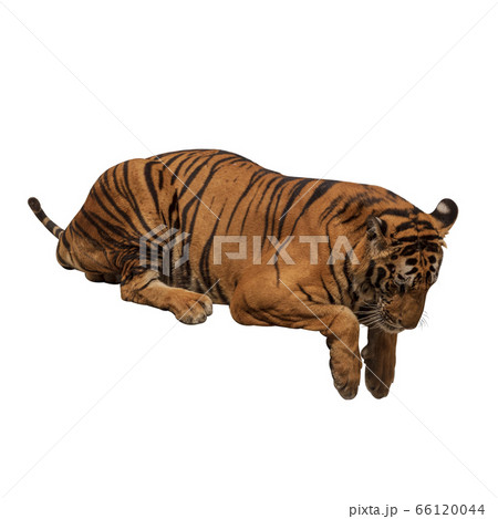 The great male tiger that does not live 66120044