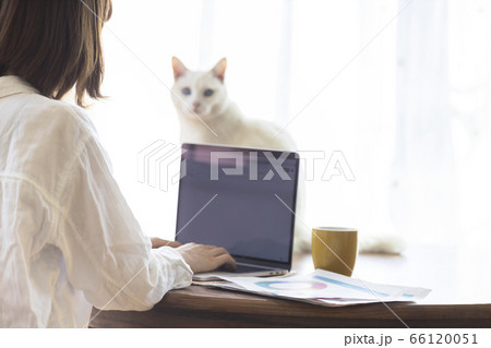 テレワークの若い女性とくつろぐ猫 テレワークの若い女性とくつろぐ猫 66120051