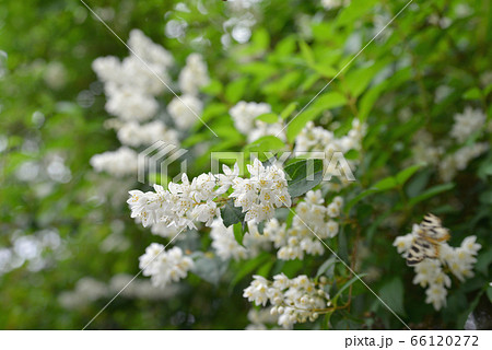 卯の花 卯の花 66120272