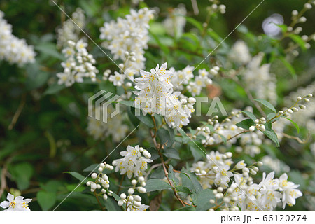 卯の花 卯の花 66120274