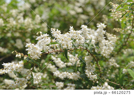卯の花 卯の花 66120275