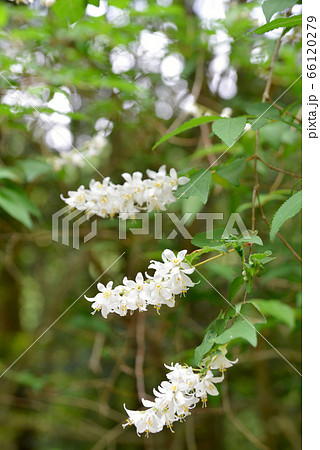 卯の花 卯の花 66120279