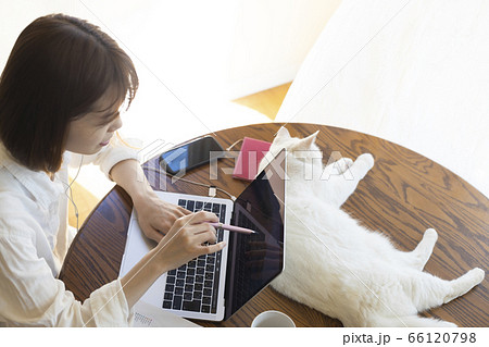 テレワークの若い女性とくつろぐ猫 66120798