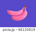 ピンクバナナ 66120819