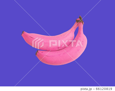 ピンクバナナの写真素材