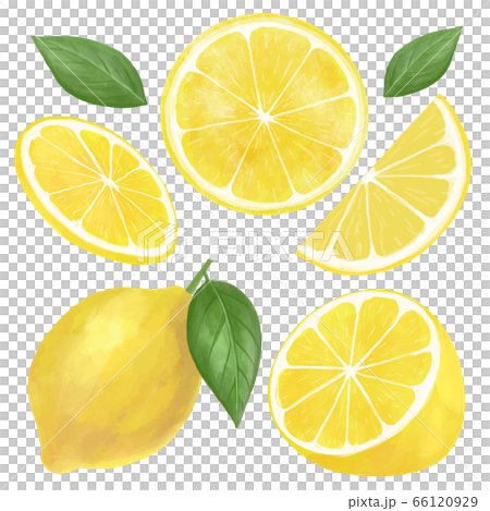  Watercolor lemon 66120929