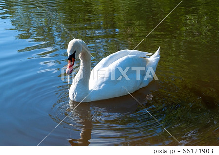 white swan swims in the lake. beautiful water bird. photo white swan swims in the lake. beautiful water bird. photo 66121903