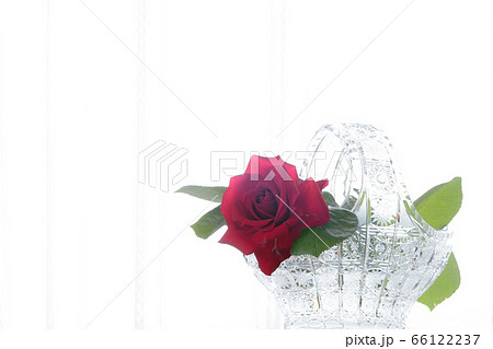 窓辺のバラ 窓辺のバラ 66122237