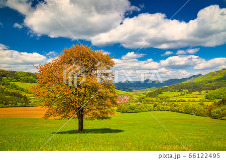 Spring rural landscape with a lonely tree. 66122495