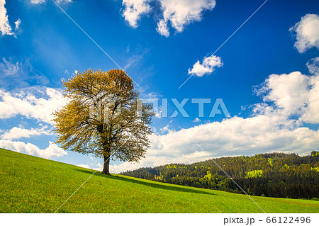Lonely tree on a grassy meadow with blue sky 66122496