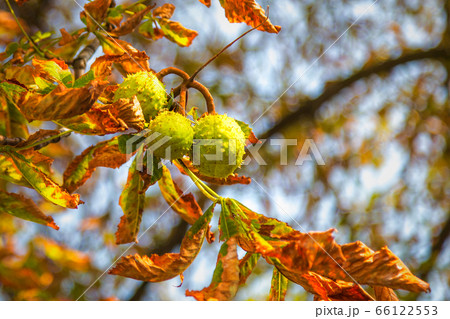 Ripening chestnuts on a tree. 66122553