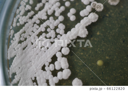 Backgrounds of Characteristics and Different shaped Colony of Bacteria and Mold growing on agar plates from Soil samples for education in Microbiology laboratory. Backgrounds of Characteristics and Different shaped Colony of Bacteria and Mold growing on agar plates from Soil samples for education in Microbiology laboratory. 66122820