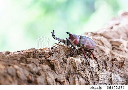 かぶと虫　カブトムシ 66122831