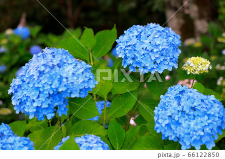 あじさい あじさい 66122850
