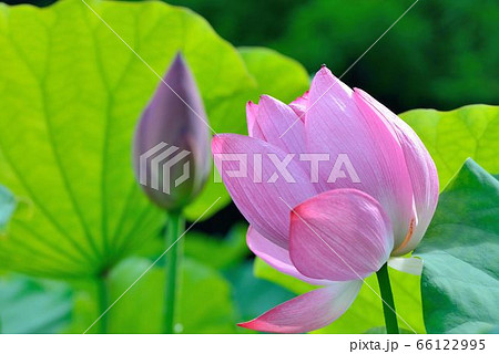 スイレン 植物 工場 66122995