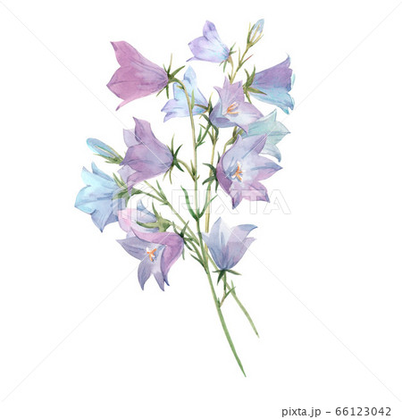 Beautiful image with watercolor gentle bluebell flowers. Stock illustration. 66123042