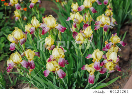 Group of yellow and purple flowers in spring 66123262