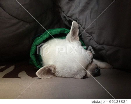 Cute sleepy chihuahua dog is sleeping or napping Cute sleepy chihuahua dog is sleeping or napping 66123324