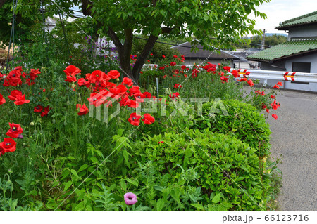 庭に咲く赤いヒナゲシの花 66123716