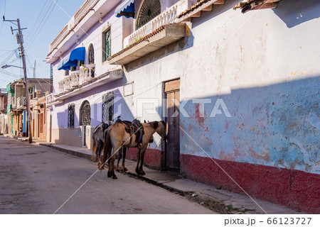 キューバ 朝のトリニダー 馬車につける馬 キューバ 朝のトリニダー 馬車につける馬 66123727