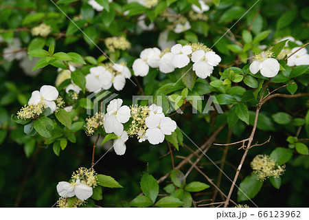 ガクウツギ ガクウツギ 66123962