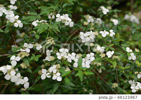 ガクウツギ 66123967