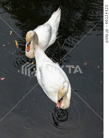 Two white swans swim in the dark water. 66124325
