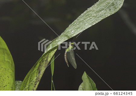 クロスジギンヤンマの羽化 66124345