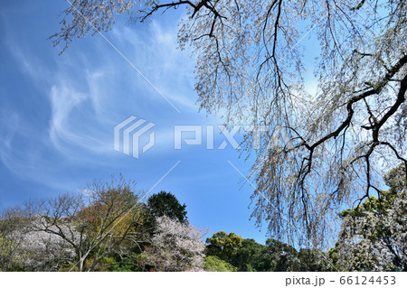 しだれ桜 66124453