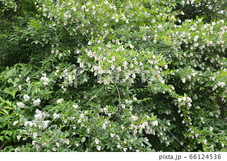 イボタノキ イボタノキ 66124536