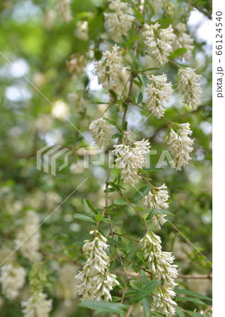 イボタノキ 66124540