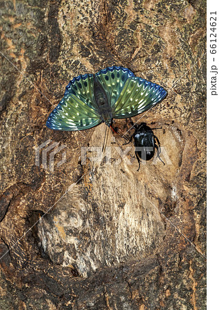 スミナガシ スミナガシ 66124621