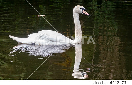 A graceful white swan swimming on a lake with dark water 66124754